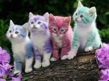 PASTEL COLOR KITENS - purple, red, blue, cats, pastel, green