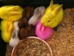 DYED BUNNIES