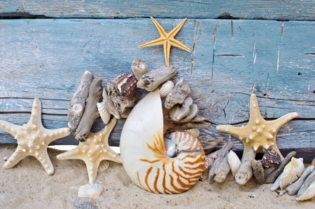 â™¥Starfishes & Shellsâ™¥ - sand, starfish, seashell, stones, wood, marine