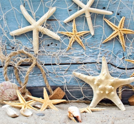 ♥Starfishes♥ - starfish, shells, sea, sand, marine, net