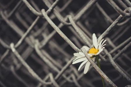 Encaged Daisy - encaged daisy, beautiful, two colors, flowers, black and white, lovely