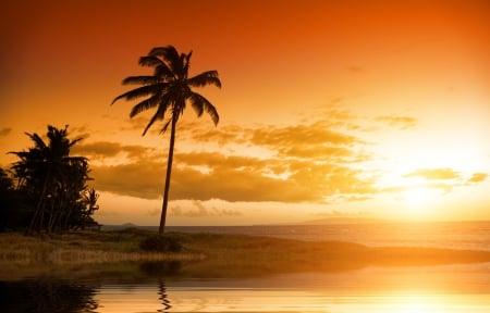 Southern Sunset - sky, palm, beach, sea, colors