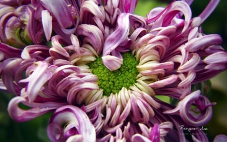 Chrysanthemum - abstract, photography, HD, spring, petals, flowers, nature, purple, green, macro, chrysanthemum, wallpaper