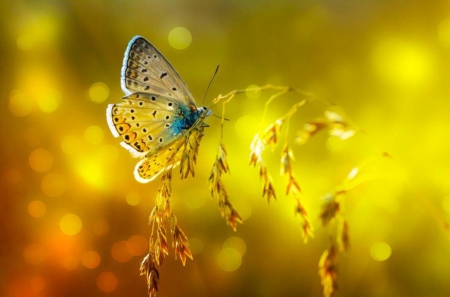 Butterfly - golden color, animal, nature, splendor, butterfly, beauty, light