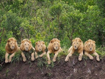 A Pride hanging out - hanging out, lions, pride, Africa