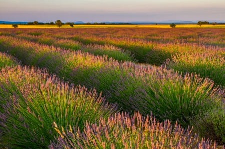 Lavender - fields, nature, flowers, field, lavender, flower