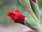 Gladiolus