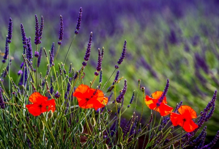 Lavender and Poppies - Lavender and Poppies, Flowers, Flower, Poppies, Poppy, Lavender