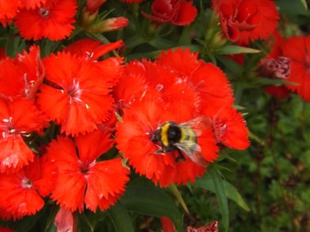 bee on flower - nature, the world, life, paradise