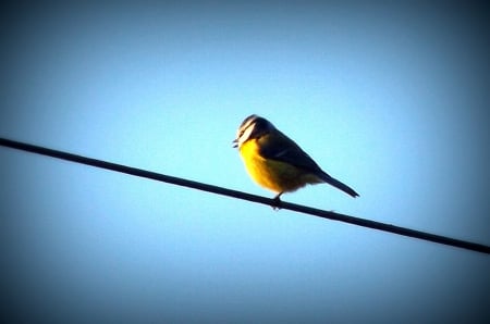 bird sitting on phone wire