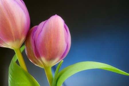 Tulips - flowers, tulip, flower, tulips