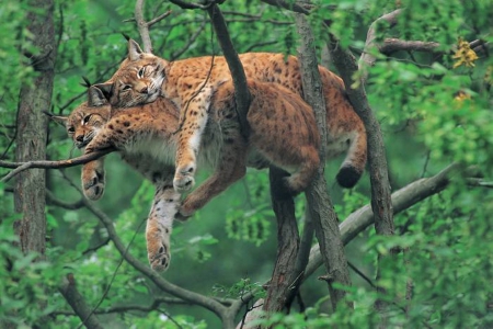 Cats in a tree - sleeping, tree, jungle, cats