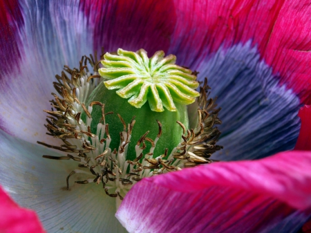 Poppy - flower, poppies, flowers, poppy, macro