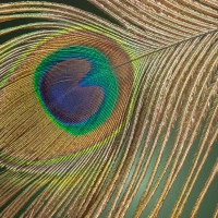 Peacock Feather