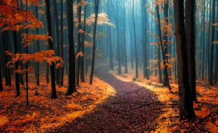 Call Of Wondering - misty morning, forest, path, beautiful, autumn leaves, trees