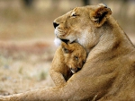 Lion love