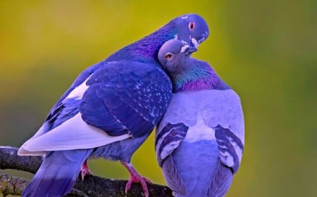 Pigeons in love - bird, animal, pigeon, couple, love