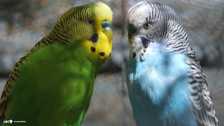 2 Male Budgies