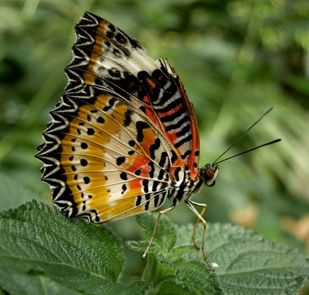 Pretty Butterfly - butterfly, insect, different, beautiful