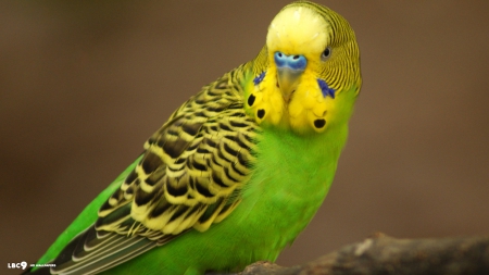 Beautiful Green Budgie