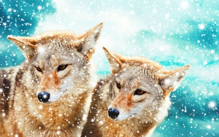 Snowy - snow, dogs, animals, fox