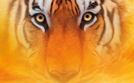 Eye of the tiger - animal, eye, look, tiger