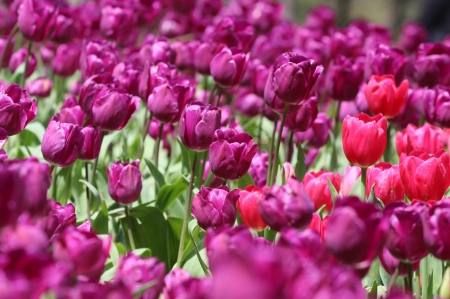 Tulips - flower, pink, cute, beautiful, flowers, photo, spring, lovely, nature, green