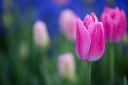 Tulips - beautiful, spring, lovely, photo, flower, pink, flowers, nature, green, cute