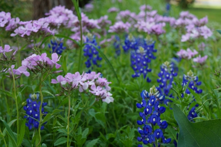 Wildflowers of Louisiana - flowers, wildflowers, outdoors, nature, louisiana