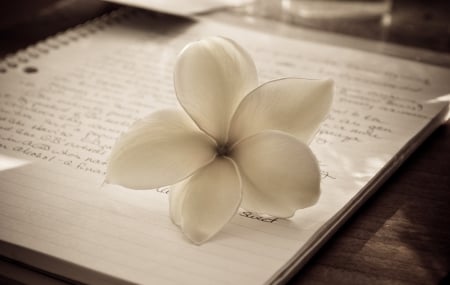 Remember me - words, plumeria, flower, notebook