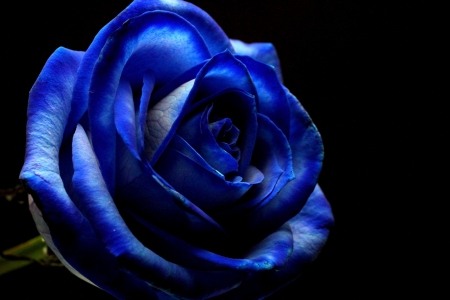 Blue Rose