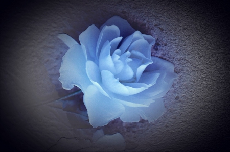 Blue Rose on the Wall - Blue Rose, flower, blue, wall