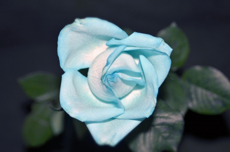 I am Blue - roses, rose, flower, blue