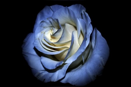 Blue Rose