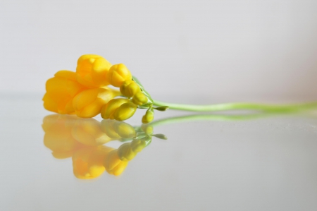 Fressia - fressia, flowers, flower, yellow