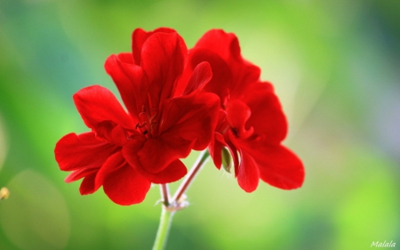 Red flowers - flowers, red, petals, nature