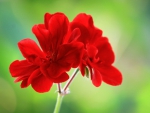 Red flowers