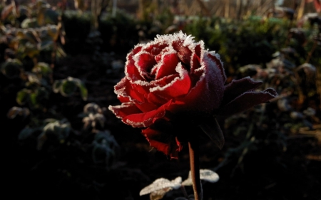 Red rose - flowers, petals, nature, red