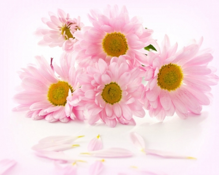 Pink flowers - flowers, petals, pink, pretty