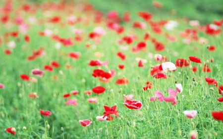 Poppies - flower, poppies, flowers, field, poppy, fields, nature