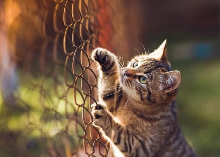 Cat - paws, face, pretty, cute, animals, beautiful, cat, sleeping, kitty, cats, kitten, hat, lovely, cat face