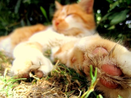 Cat - paws, face, pretty, cute, animals, beautiful, cat, sleeping, kitty, cats, kitten, hat, lovely, cat face