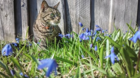 Spring cat - paws, face, pretty, cute, animals, beautiful, cat, sleeping, kitty, cats, kitten, hat, lovely, cat face