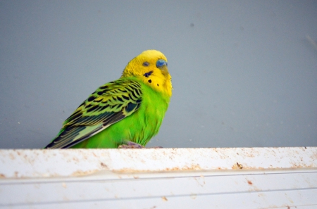 HANDSOME MALE BUDGIE - yellow, bird, budgie, green