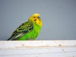 HANDSOME MALE BUDGIE