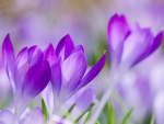 Crocus