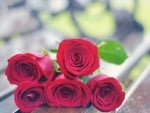 * Red roses*