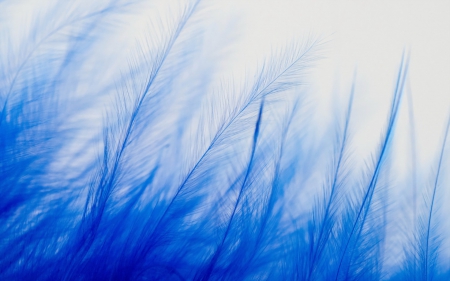 Blue feathers - feather, white, macro, blue