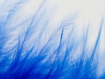 Blue feathers