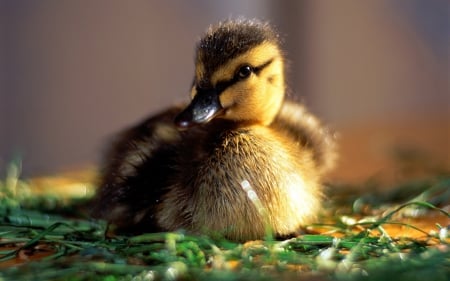 Duckling - easter, bird, duck, duckling, yellow, green, cute